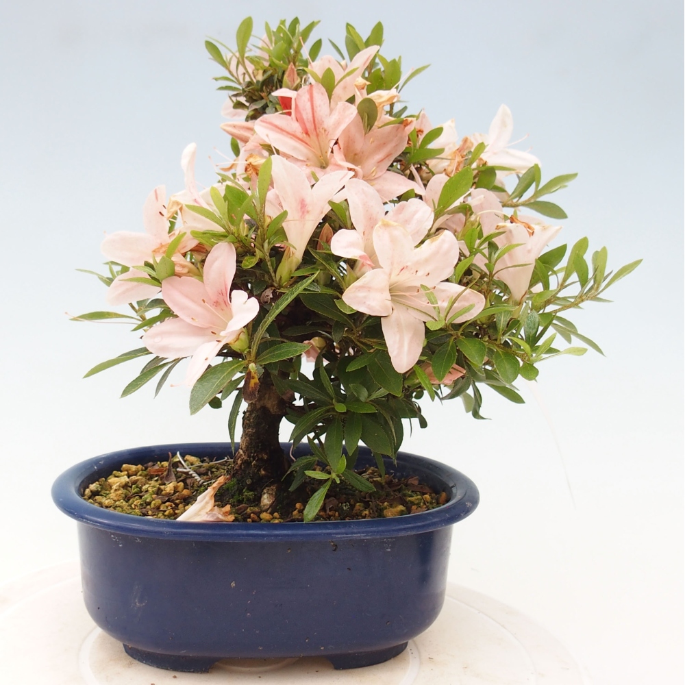 Outdoor bonsai - Japanese azalea - Azalea Nikko