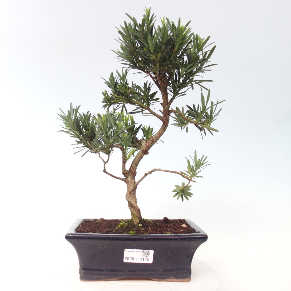 Room bonsai - Podocarpus - Stone Yew