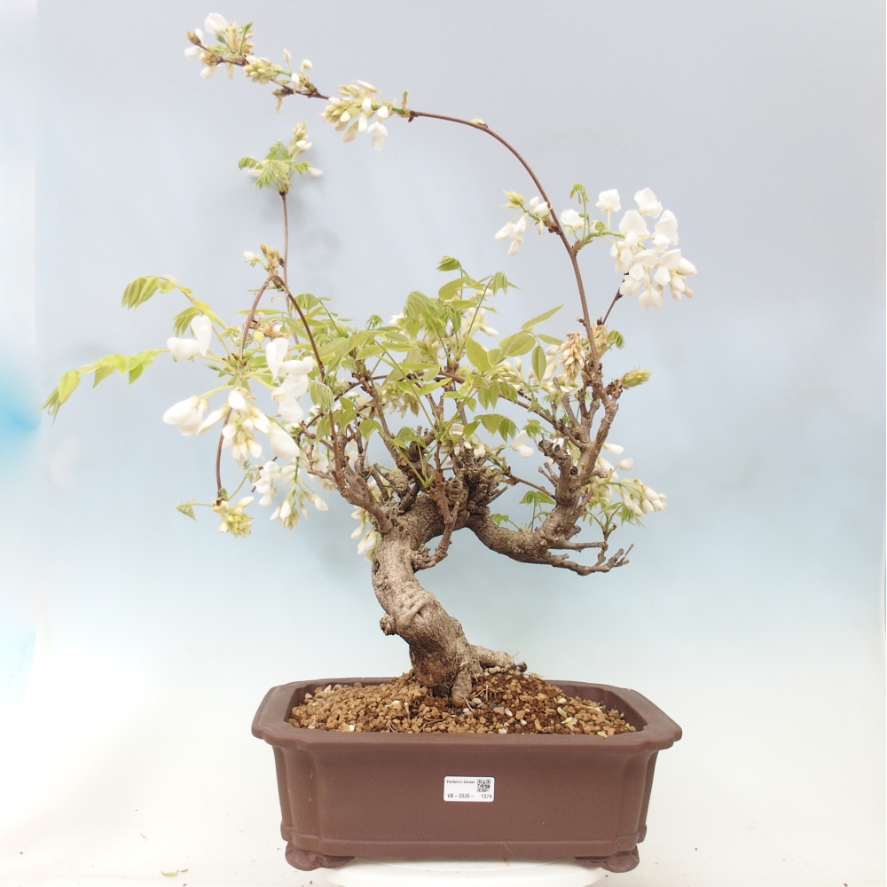 Outdoor bonsai - Vistaria - Wisteria