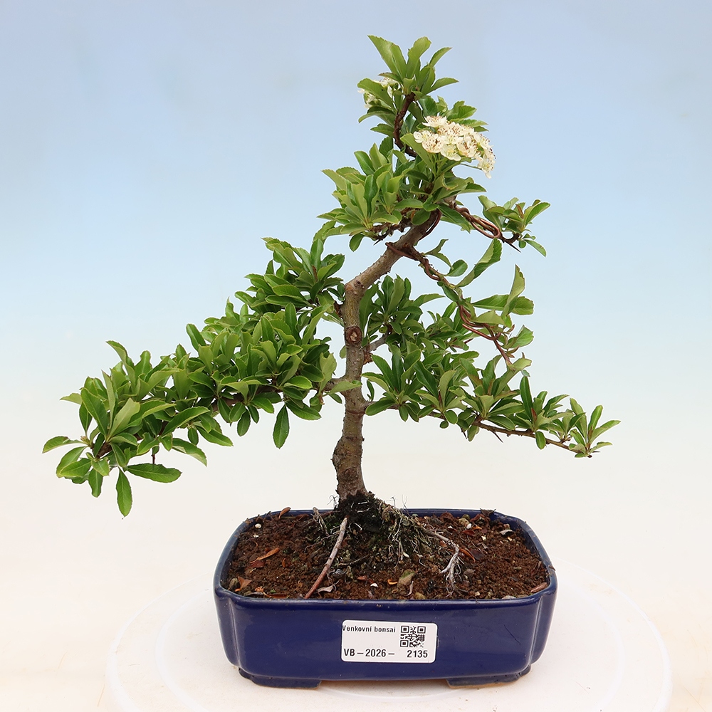 Outdoor Bonsai - Pyracantha teton - Scarlet Firethorn