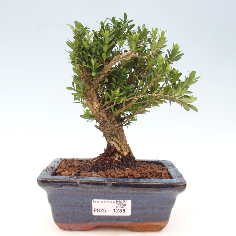 Room bonsai - Buxus harlandii - cork buxus