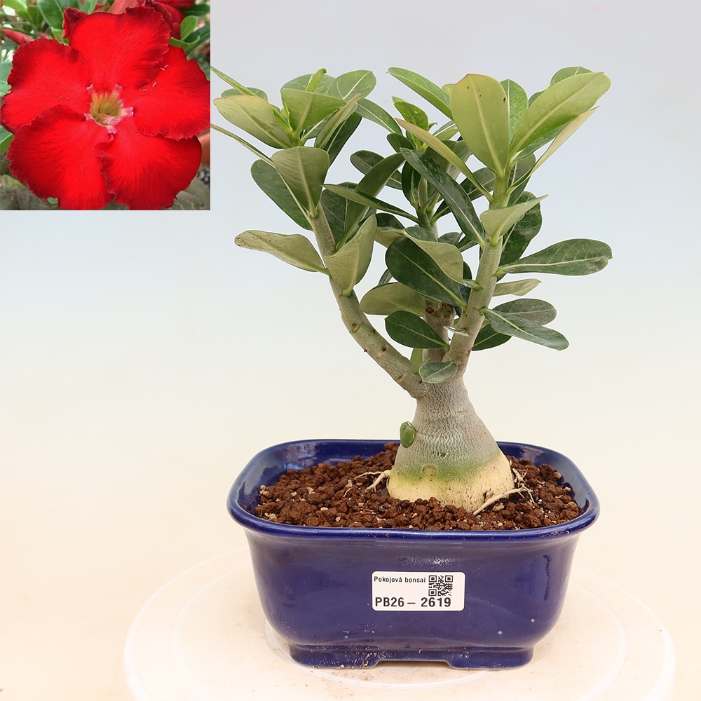 Indoor Bonsai - Adenium obesum Red Star - Desert Rose