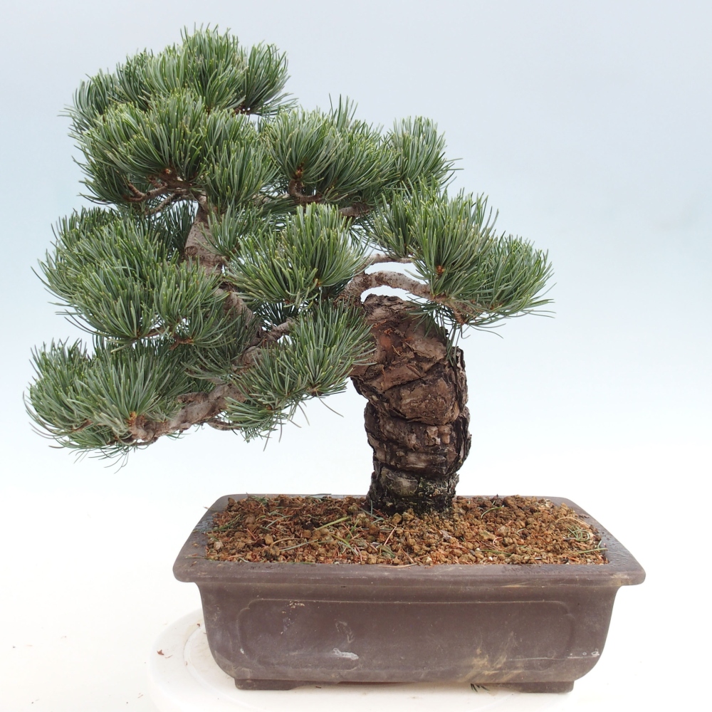 Outdoor bonsai - Pinus parviflora - Small pine tree