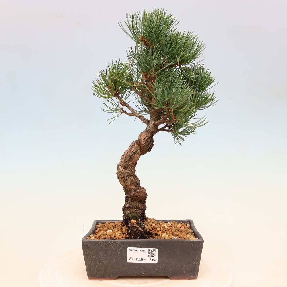 Outdoor bonsai - Pinus parviflora - Pinus parviflora