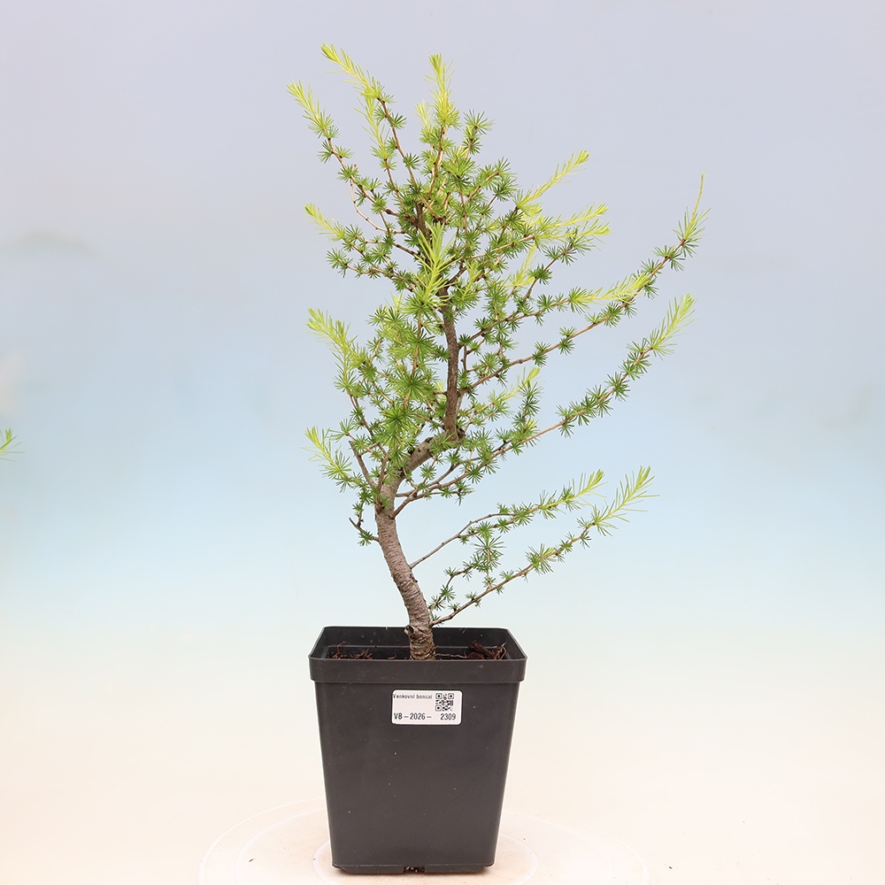 Outdoor bonsai -Larix decidua - Larch