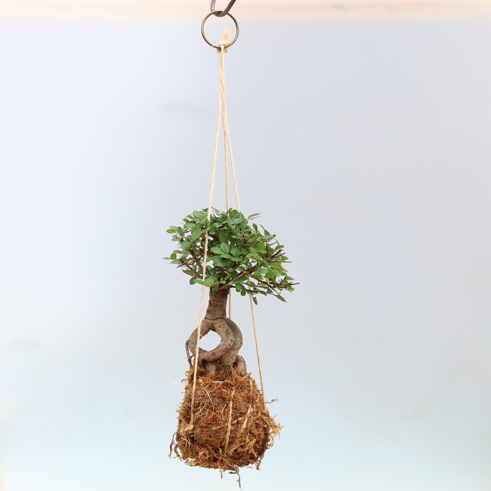 Kokedama in a Ceramic Pot - Ulmus parvifolia - Small-leaved Elm