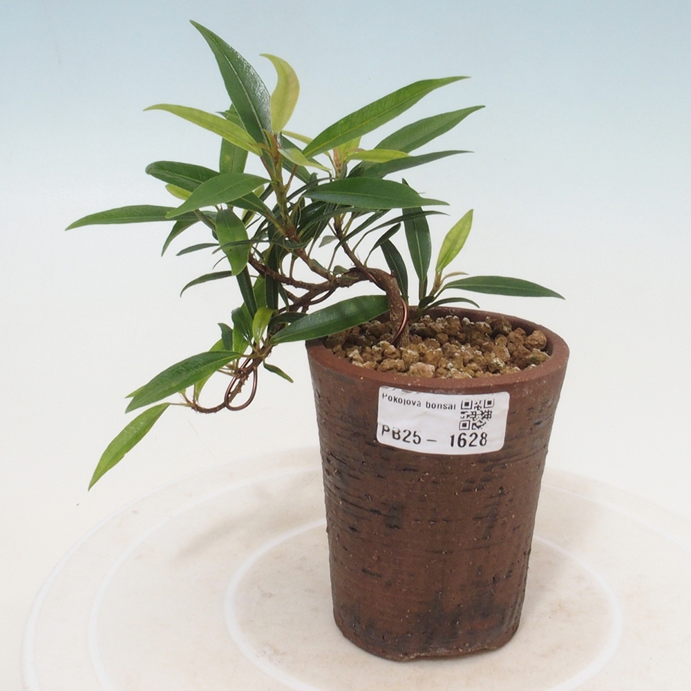 Indoor bonsai - Ficus nerifolia - small-leaved ficus