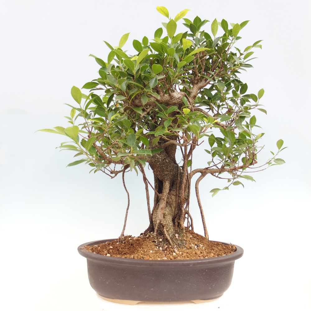 Room bonsai - Ficus kimmen - small-leaved ficus - PERSONAL COLLECTION ONLY or pallet transport
