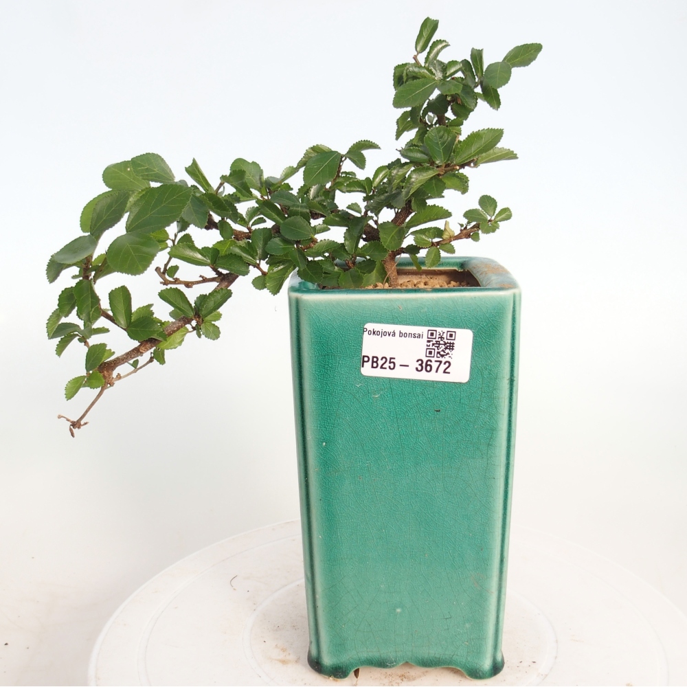 Indoor bonsai - Grewia occidentalis - Lavender Starfish