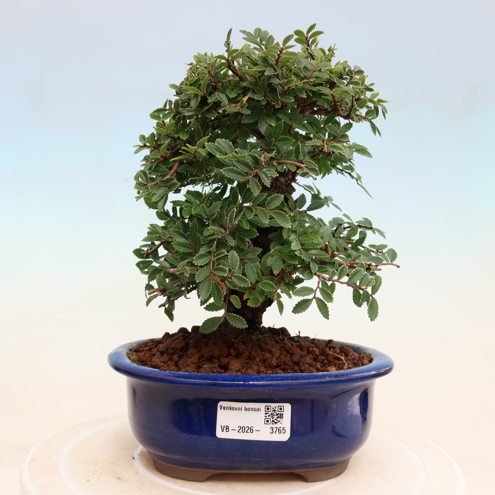 Outdoor bonsai - Zelkova - Zelkova NIRE