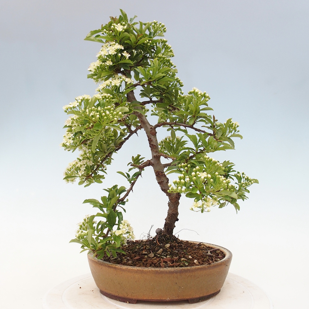 Outdoor Bonsai-Pyracanta Teton -Bakery