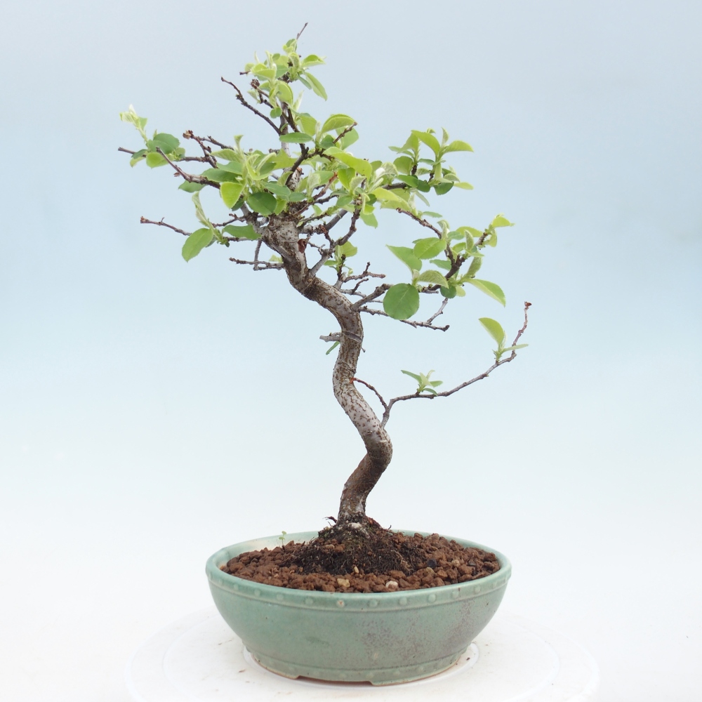 Outdoor bonsai - Chaneomeles chinensis