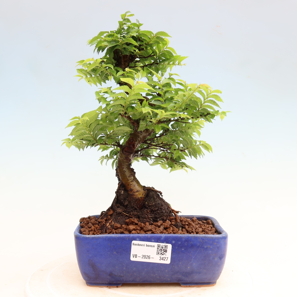 Outdoor Bonsai - Ulmus Jacqueline Hillier - European White Elm