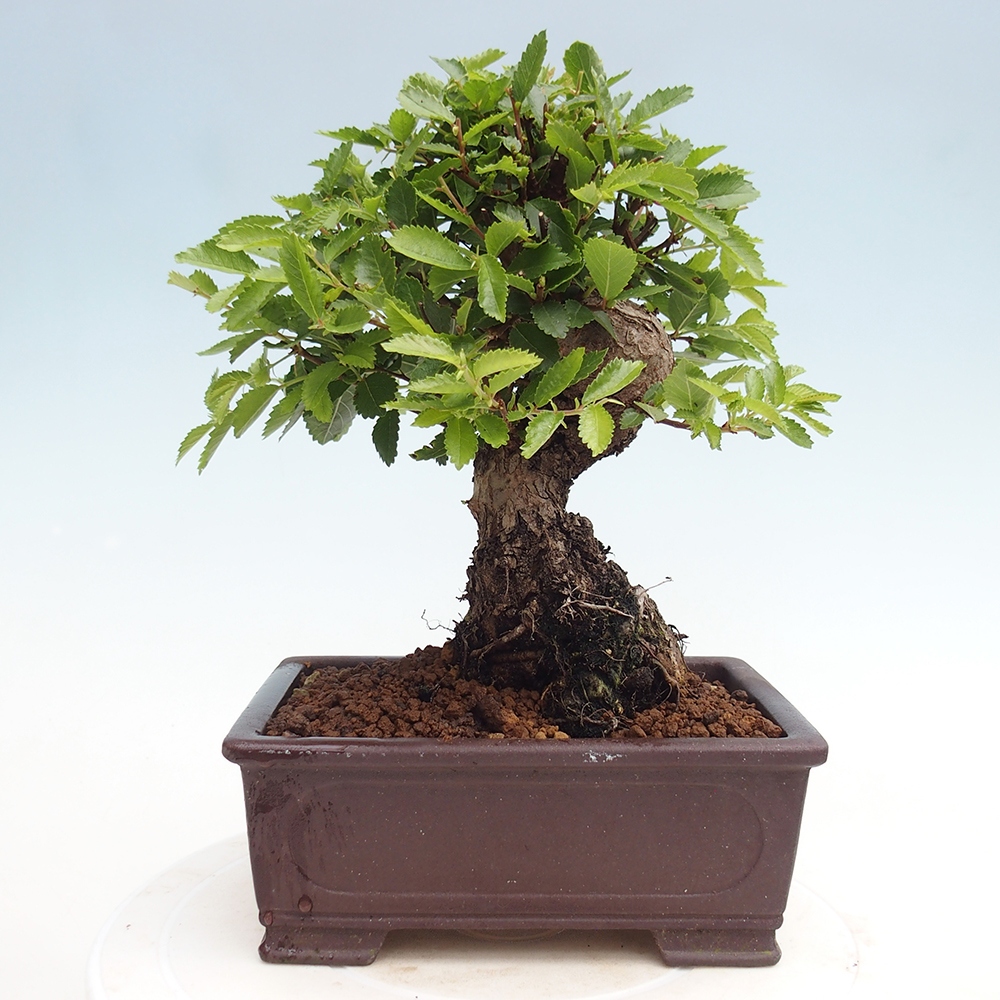 Outdoor bonsai - Zelkova - Zelkova NIRE