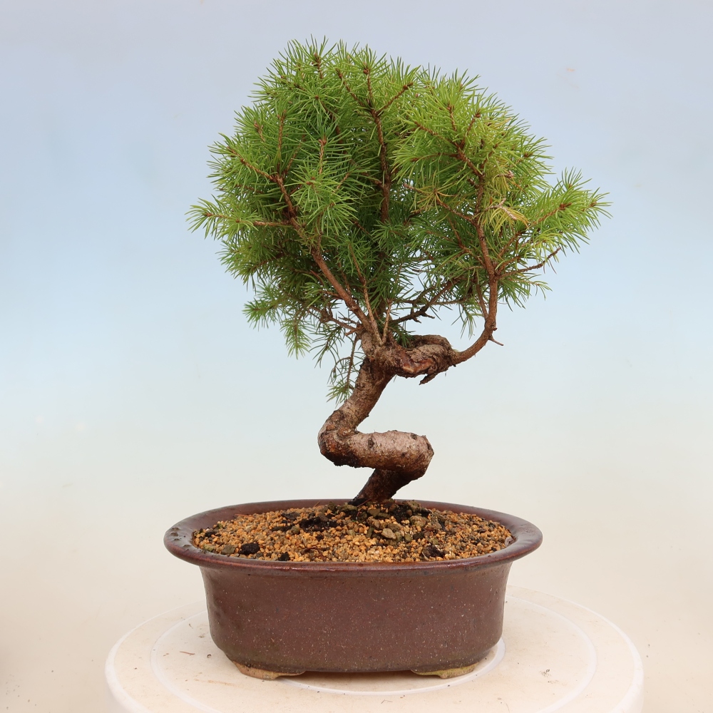 Outdoor bonsai - Spruce - Picea glauca globe