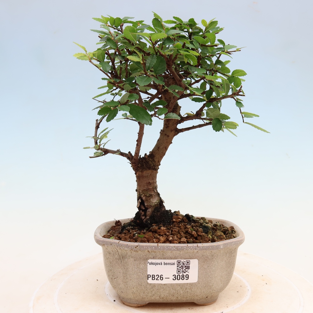 Room bonsai - Ulmus parvifolia - Small-leaved elm