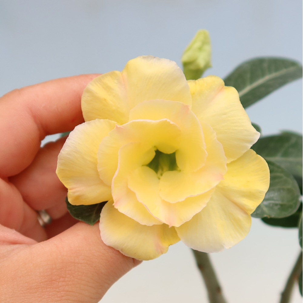 Indoor Bonsai - Adenium obesum grafted onto Alonza  - Desert Rose