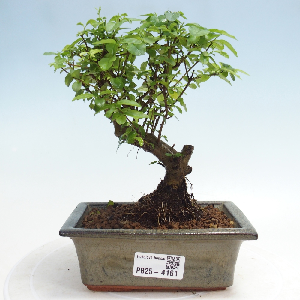 Room bonsai -Ligustrum chinensis - Birds Beak