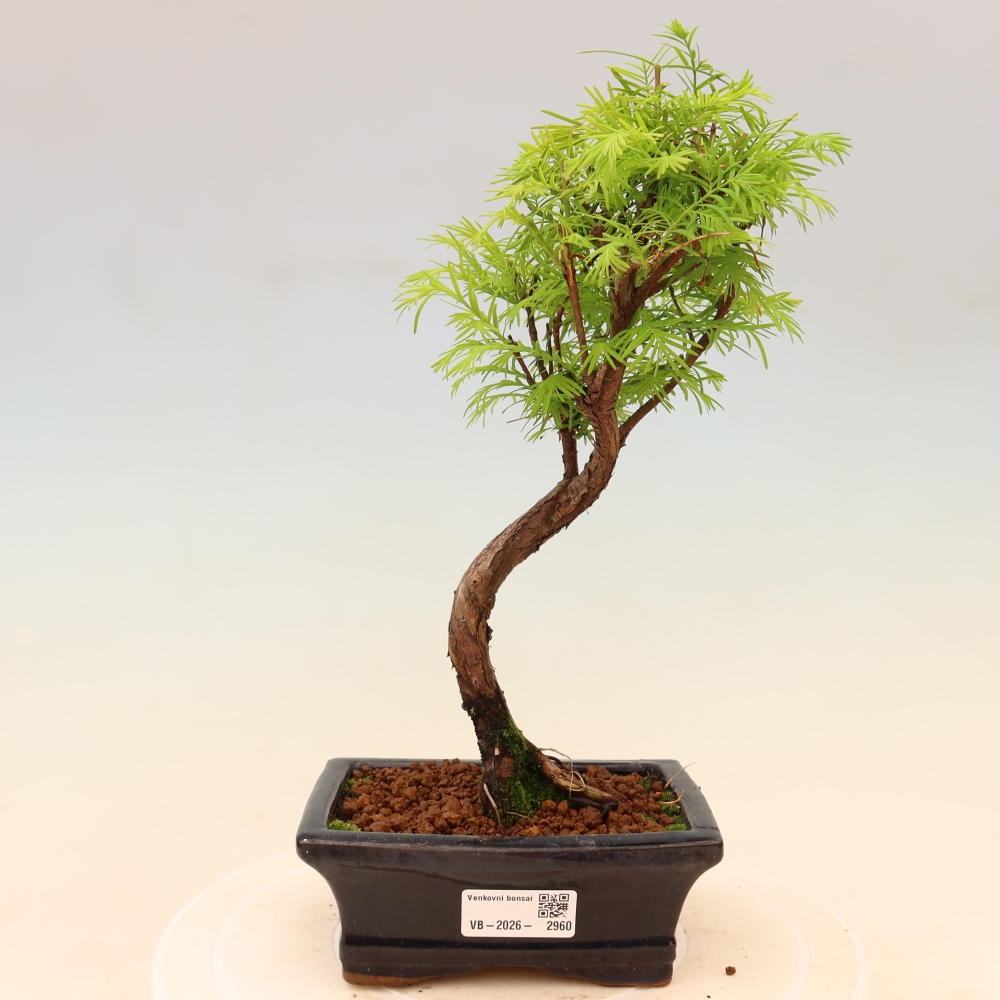 Outdoor bonsai - Metasequoia glyptostroboides - Chinese Metasequoia
