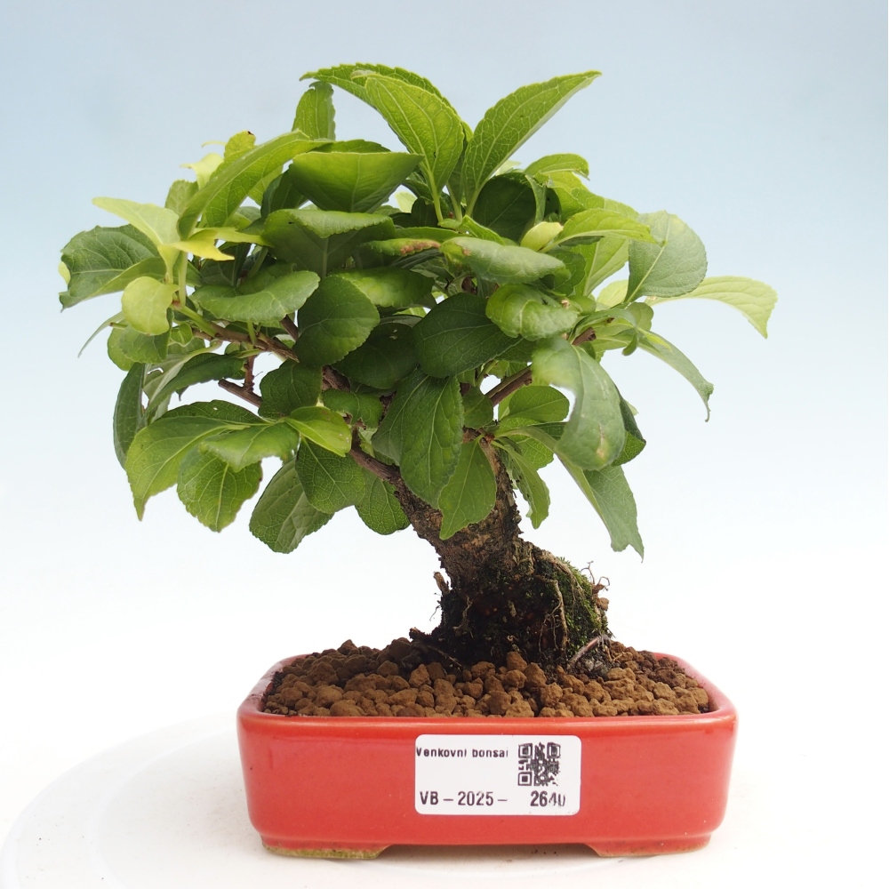 Outdoor bonsai - Celastrus Jesenec