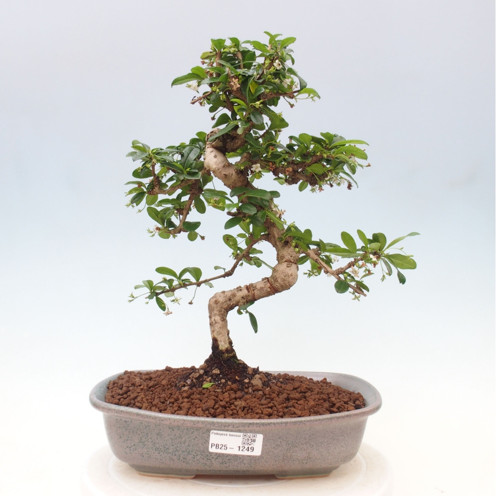 Room bonsai - Carmona macrophylla - Tea fuki