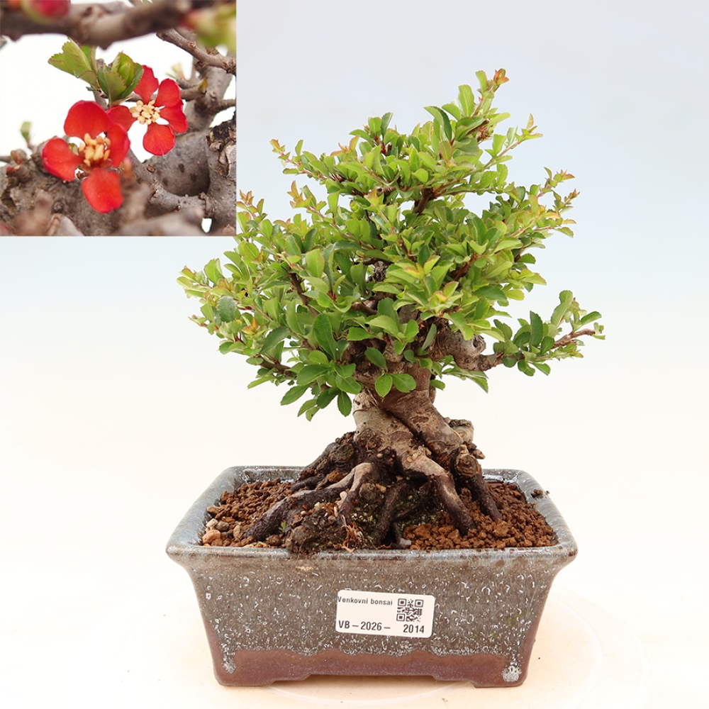Outdoor bonsai - Chaneomeles speciosa Chojubai
