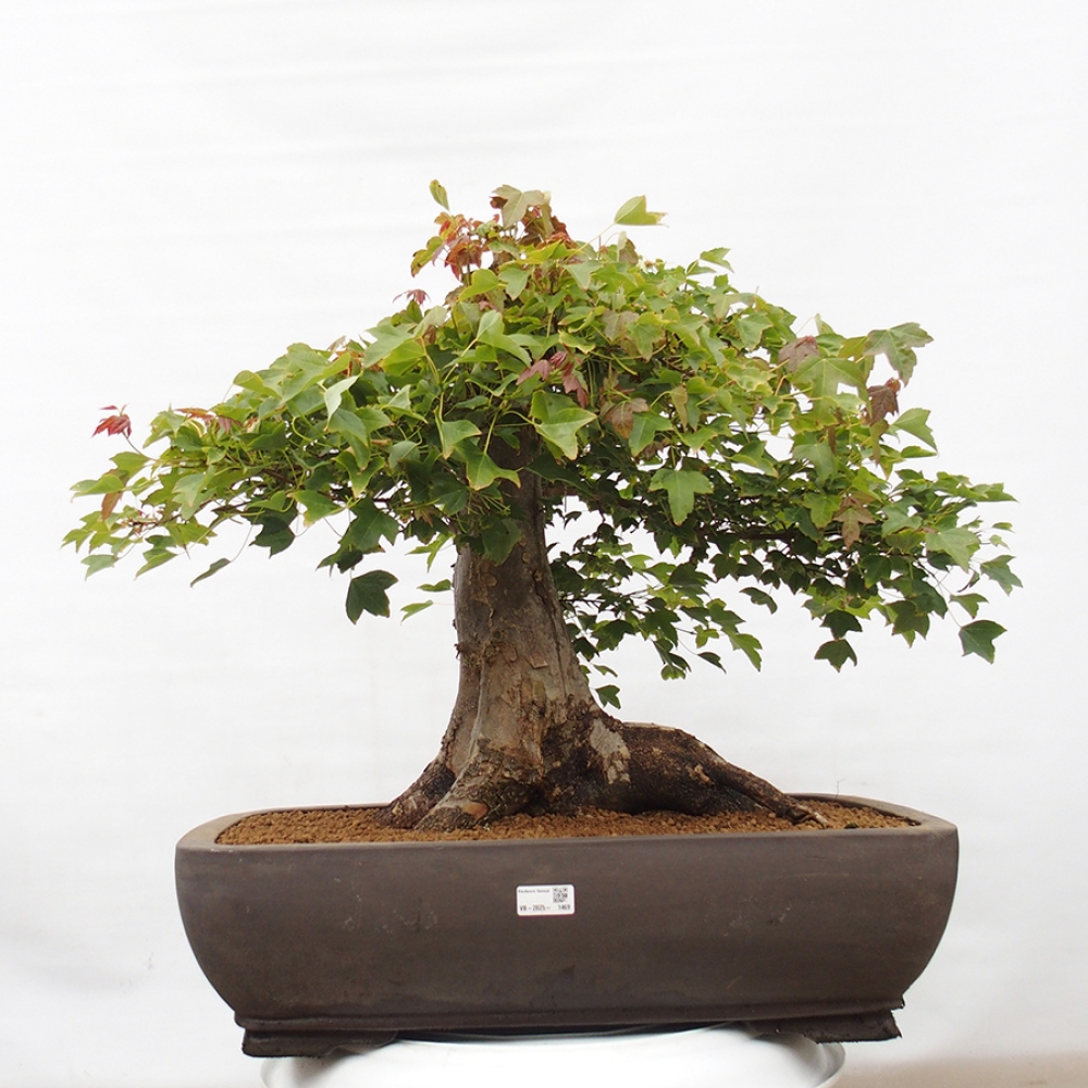 Outdoor bonsai - Maple Buergerianum - Burger Maple