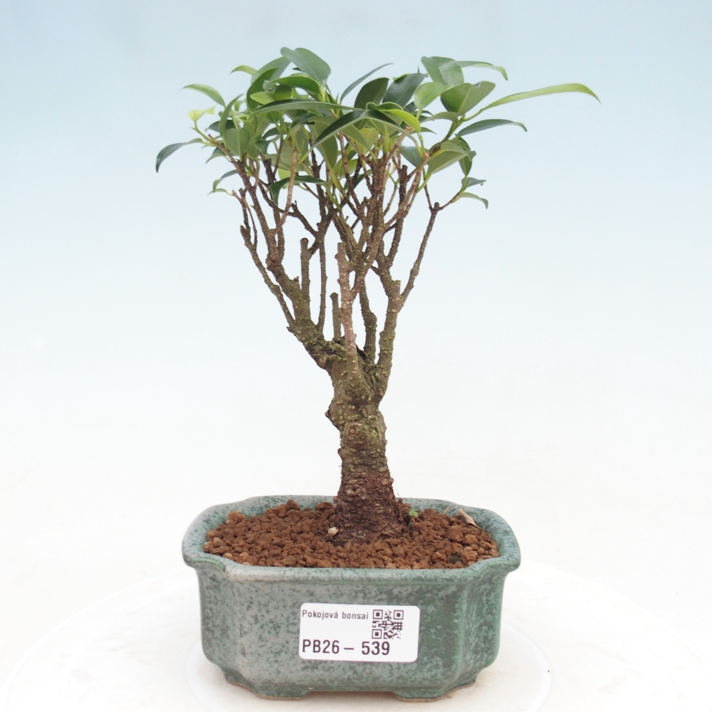 Room bonsai Ficus retusa kimmen