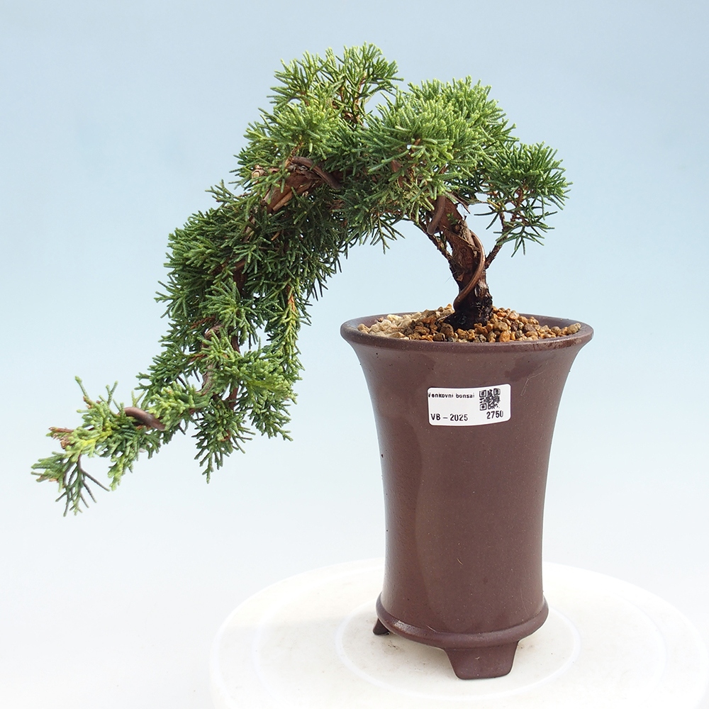 Outdoor bonsai - Juniperus chinensis Kishu - Chinese Juniper