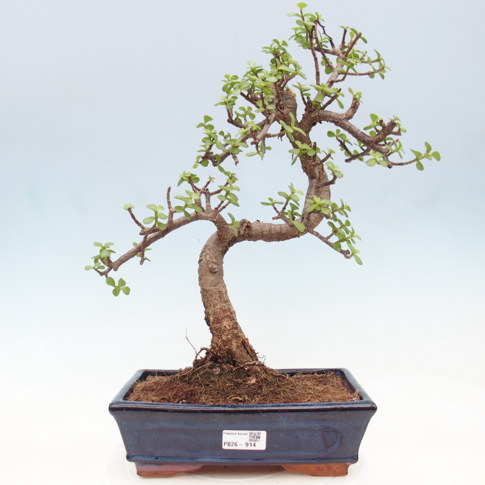 Room bonsai - Portulakaria Afra - Tlustice