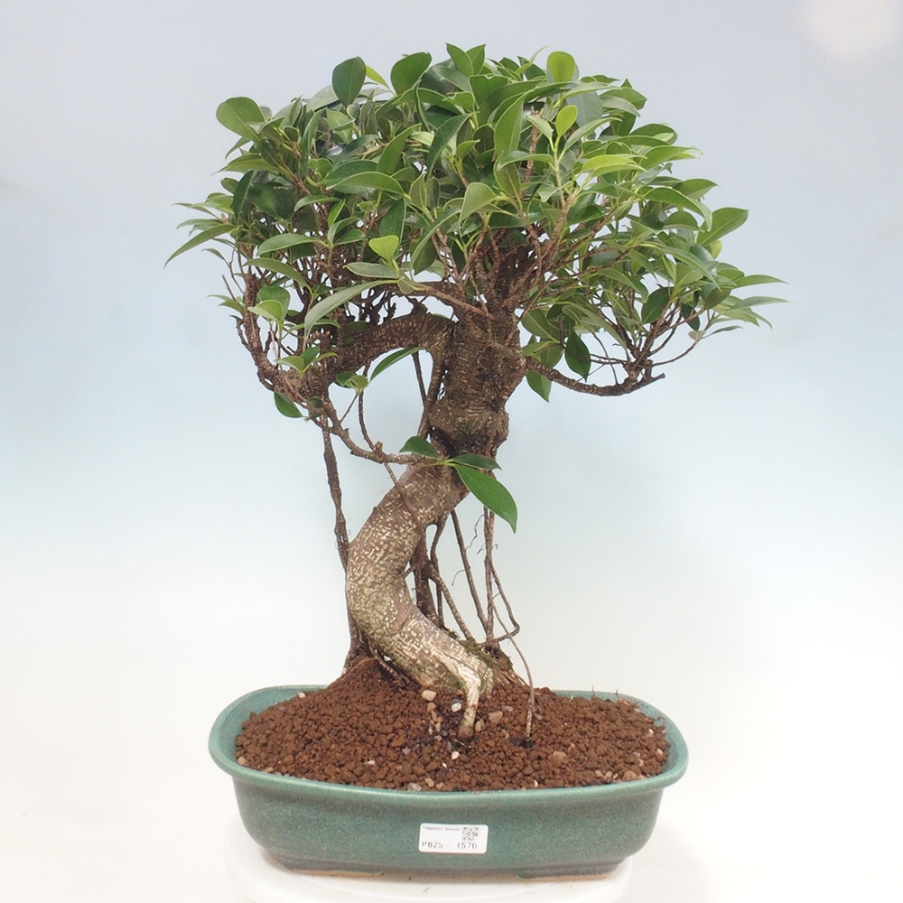 Indoor bonsai - Ficus kimmen - small-leaved ficus