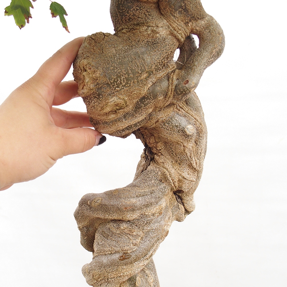 Outdoor bonsai - Maple Buergerianum - Burger Maple