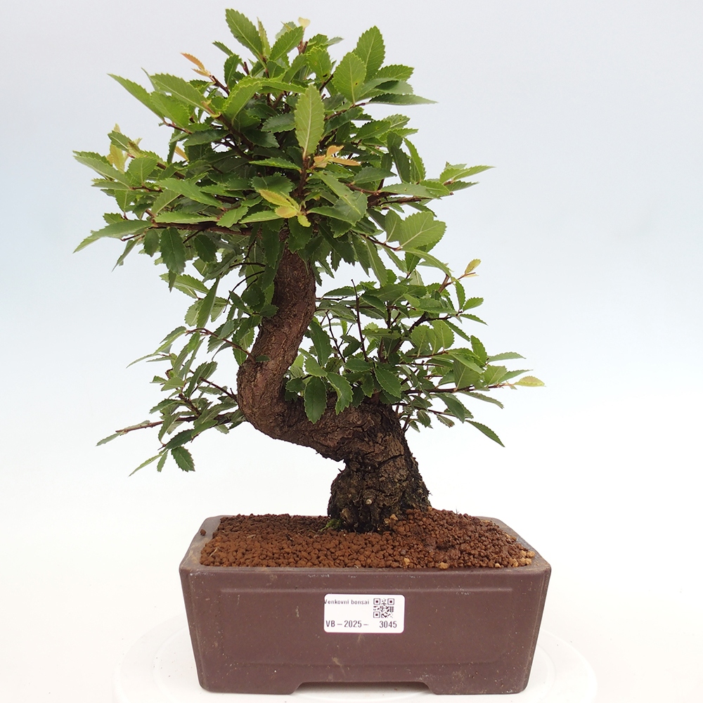 Outdoor bonsai - Zelkova - Zelkova serrata
