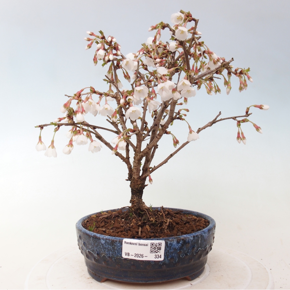 Outdoor bonsai - Prunus incisa Kojou-no mai-Plivon cut out