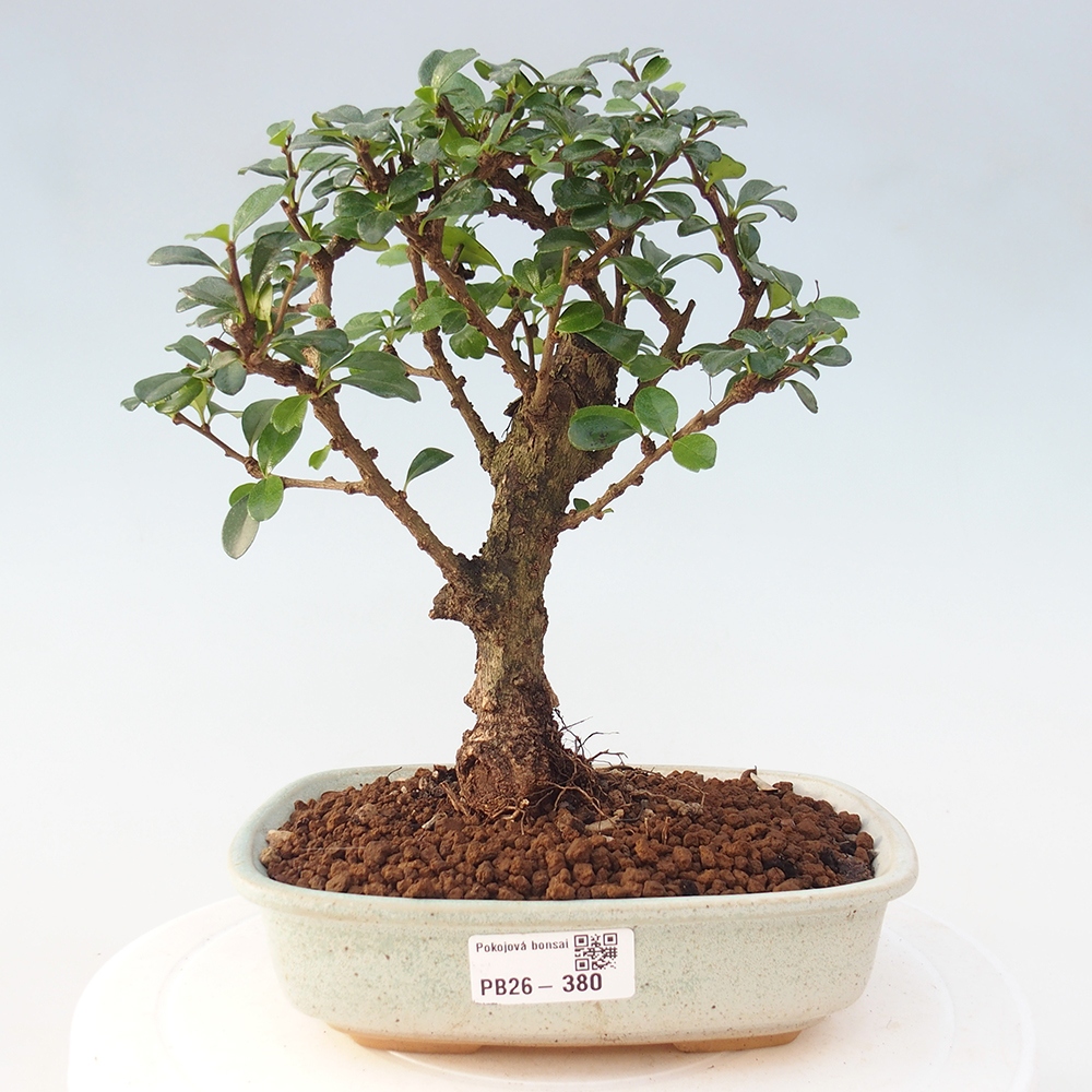 Room bonsai - Carmona macrophylla - Tea fuki
