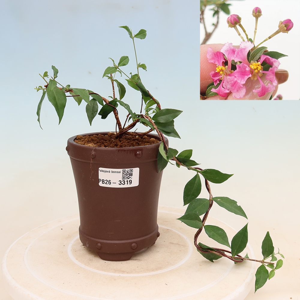Indoor Bonsai - Barbados Cherry (Malpighia glabra) 
