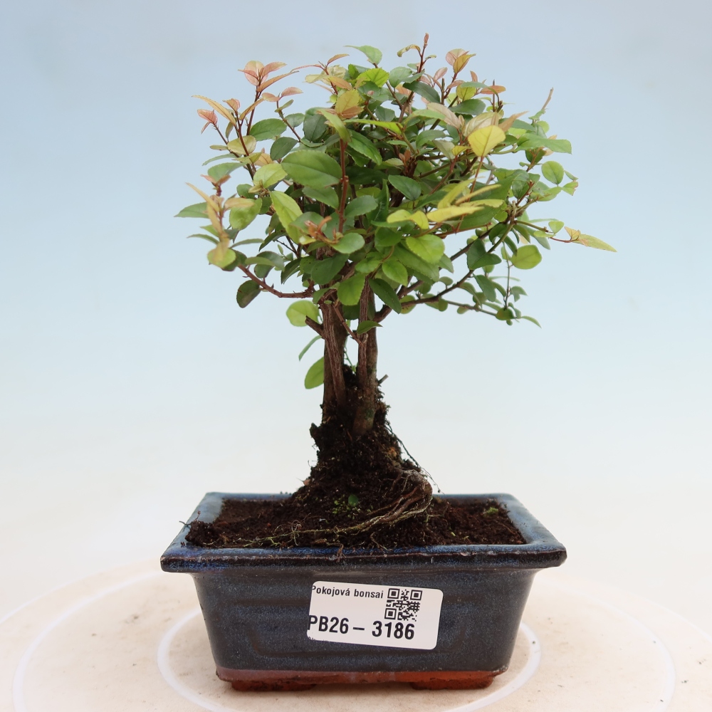 Room bonsai - Sageretia thea - Sageretia thea