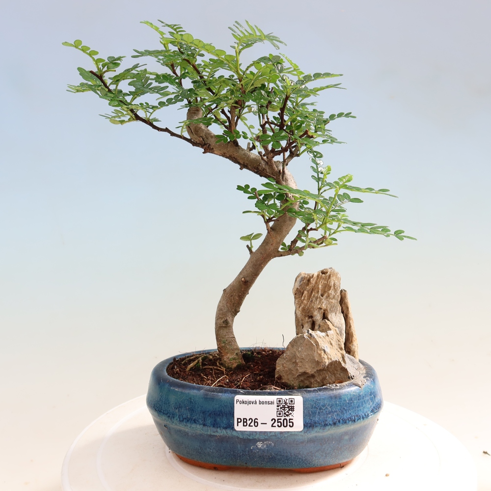 Room bonsai - Zantoxylum piperitum - pepper tree
