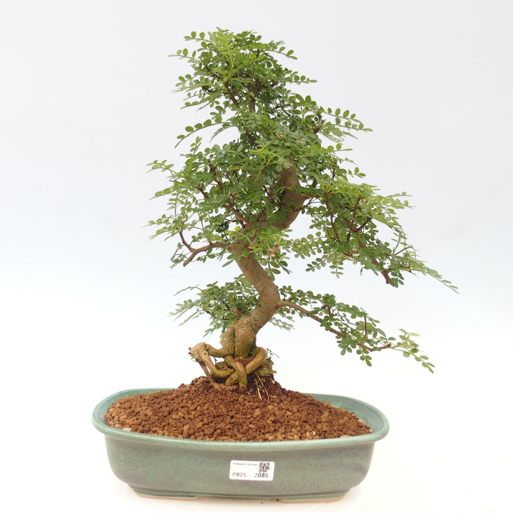 Indoor bonsai - Zantoxylum piperitum - Peppermint