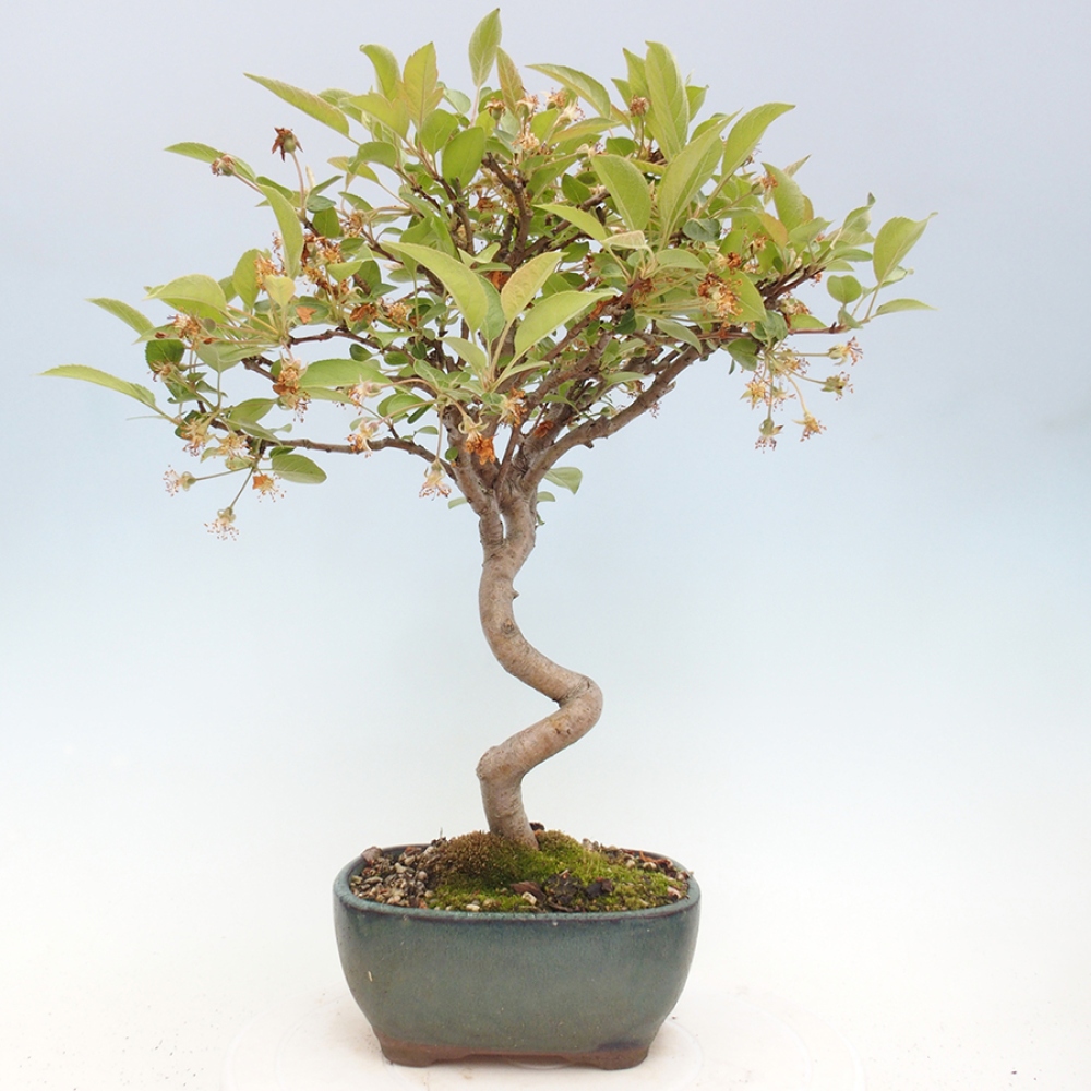 Outdoor bonsai - Malus halliana - Small-fruited apple tree