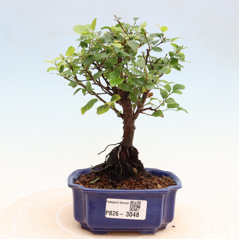 Room bonsai - Sageretia thea - Sageretia thea