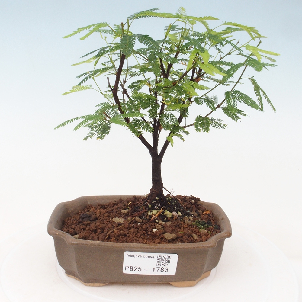 Room bonsai-Calliandra surinamensis Dixie Pink -Kaliandra of Suria