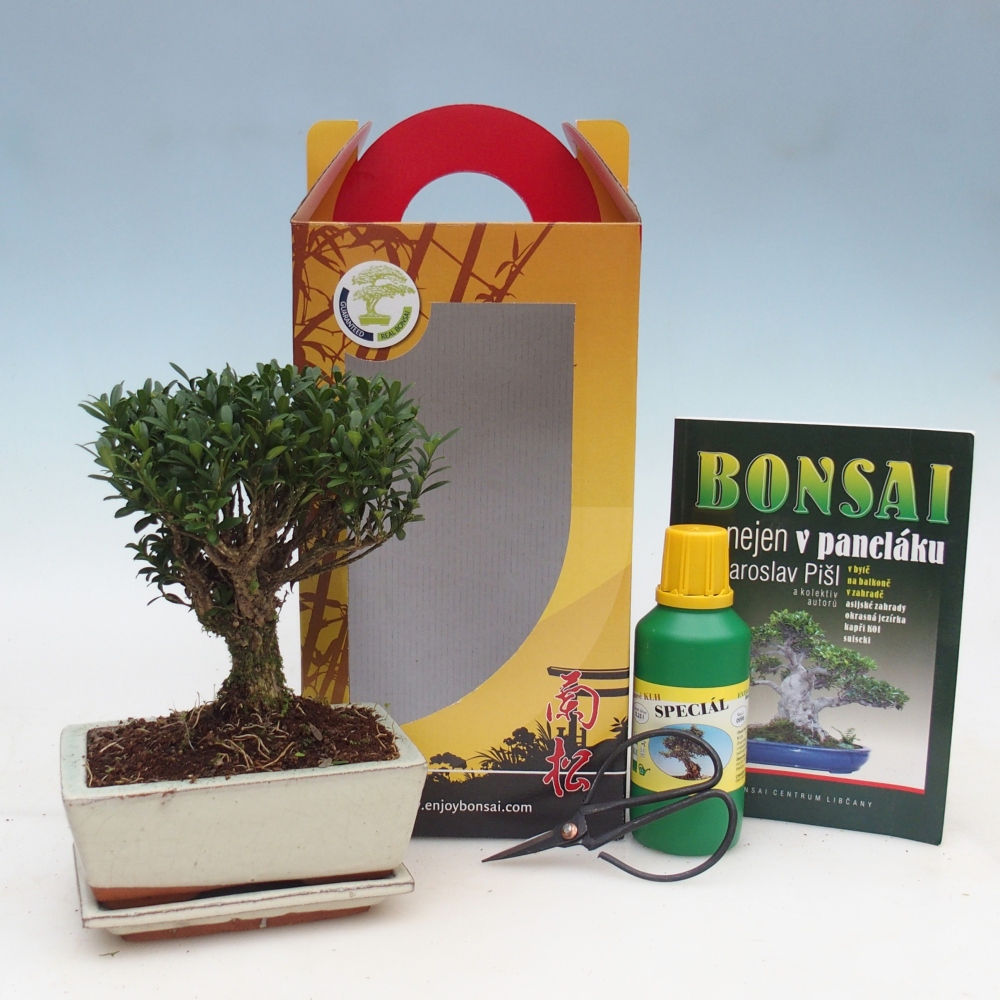 Room bonsai in gift box