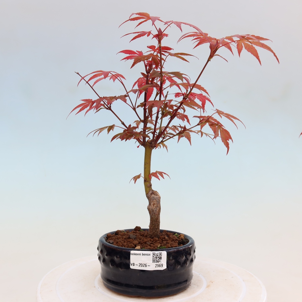 Outdoor bonsai - Acer palm. Atropurpureum-Javor palmate