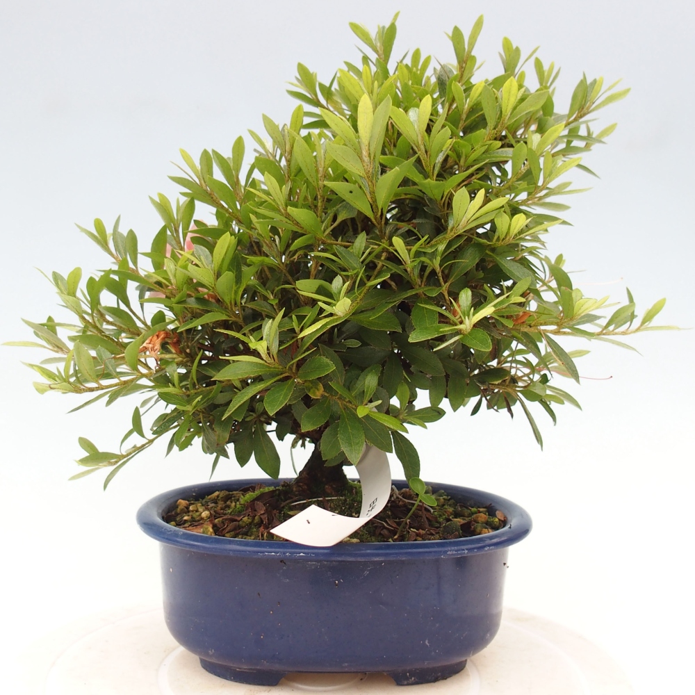 Outdoor bonsai - Japanese azalea - Azalea Nikko