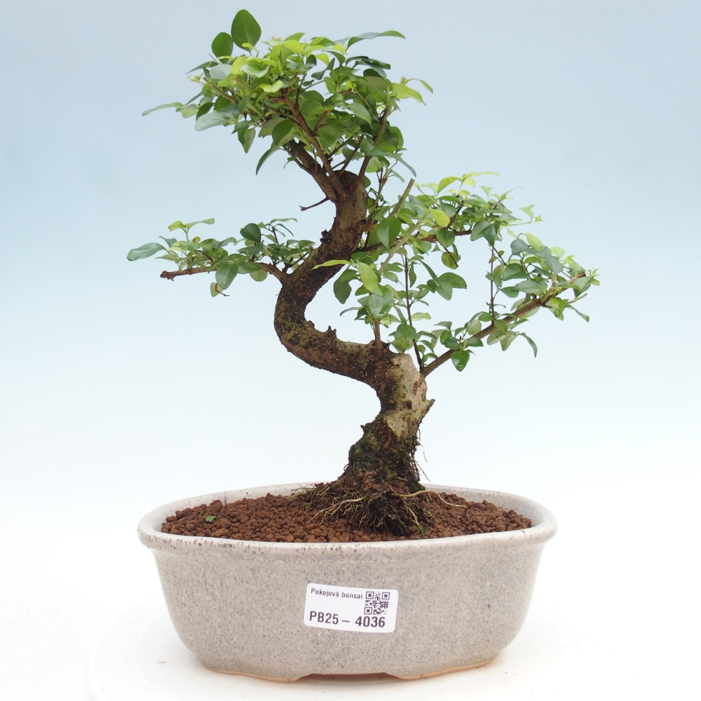 Room bonsai -Ligustrum chinensis - Birds Beak