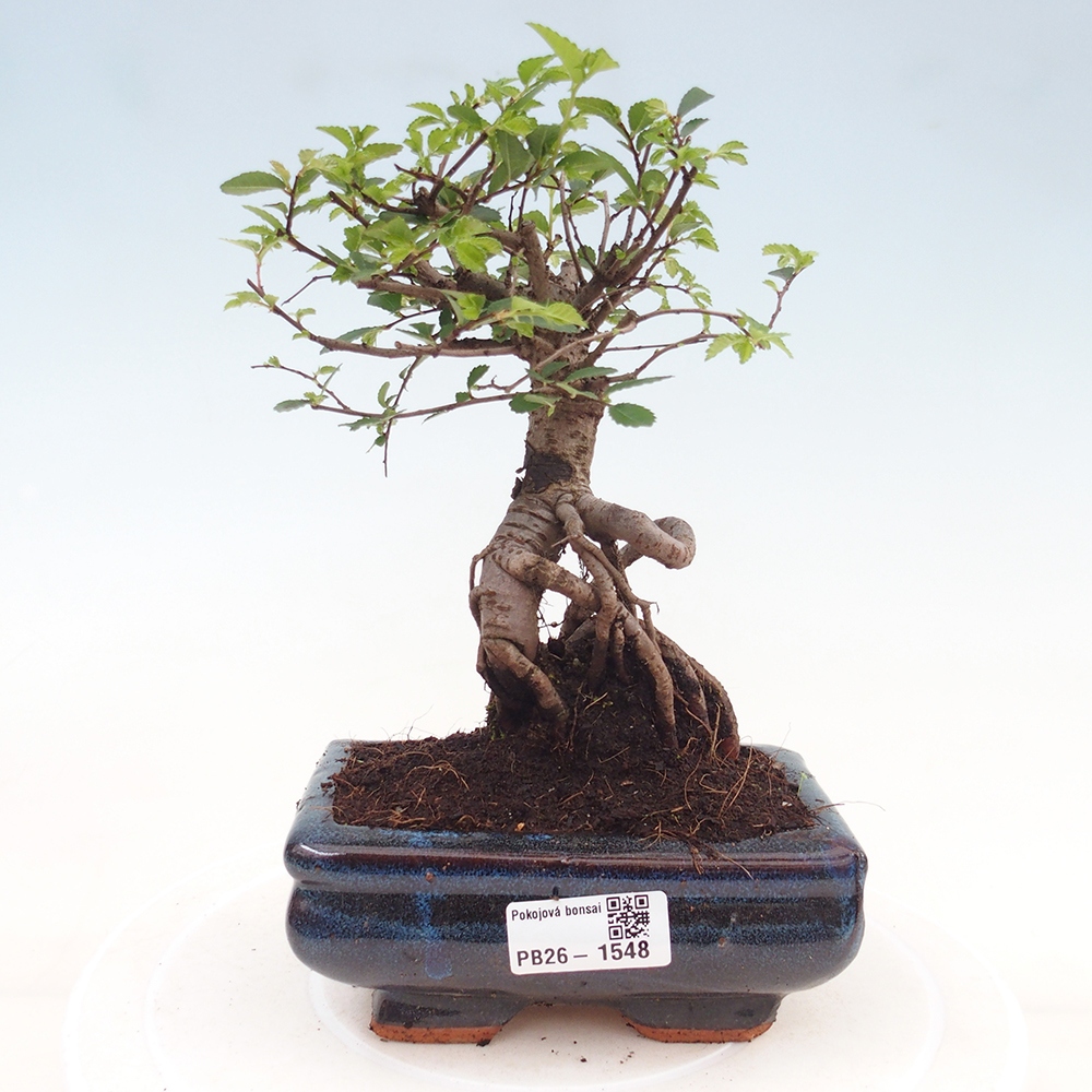 Room bonsai - Ulmus parvifolia - Small-leaved elm