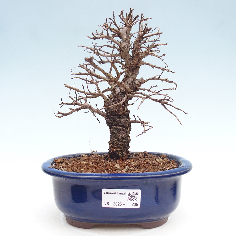 Outdoor bonsai - Zelkova - Zelkova NIRE