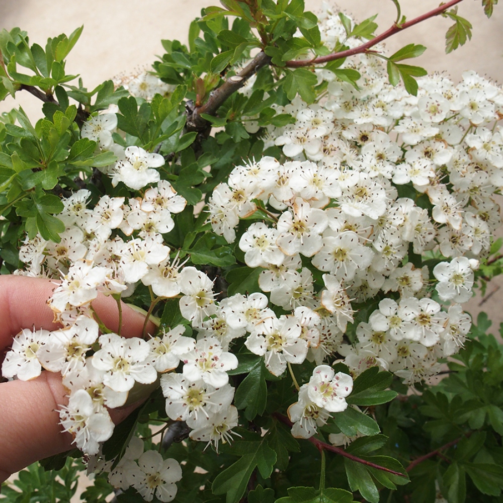 Outdoor bonsai - Hawthorn - Crataegus monogyna