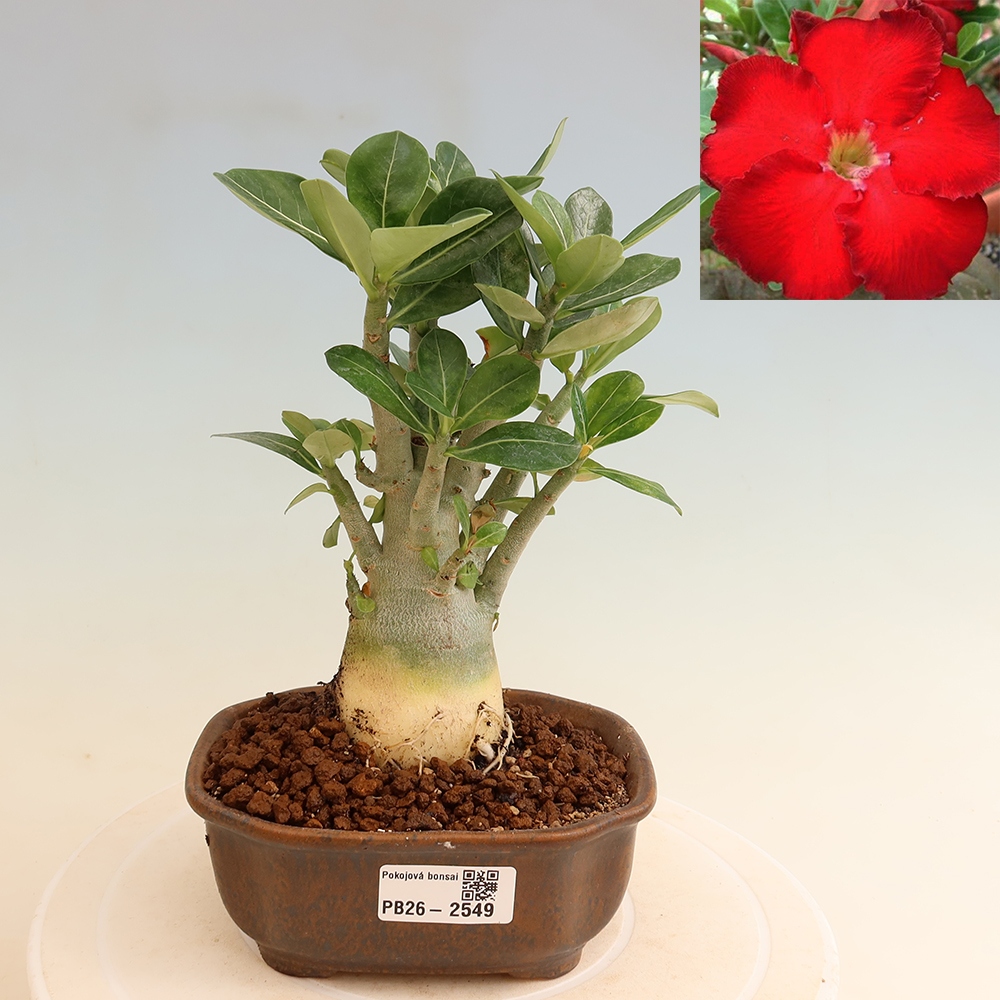 Indoor Bonsai - Adenium obesum Red Star - Desert Rose
